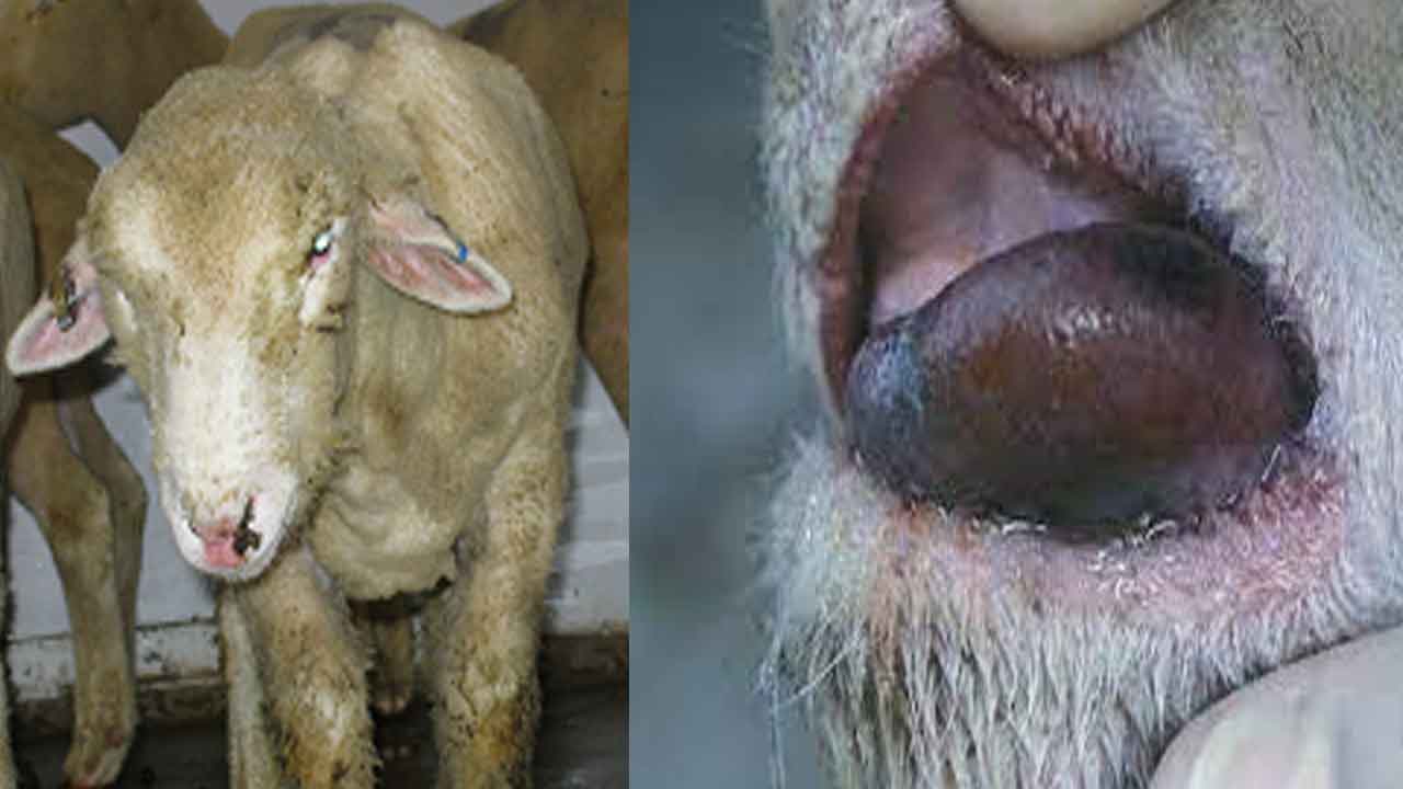 Blue tongue disease | గొర్రెల్లో నీలి నాలుక వ్యాధి – నివారణ చర్యలు