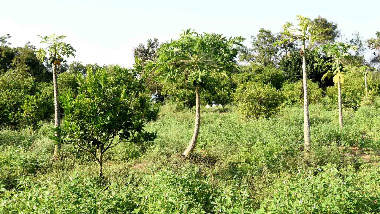 20ఎకరాలు.. 200రకాలు