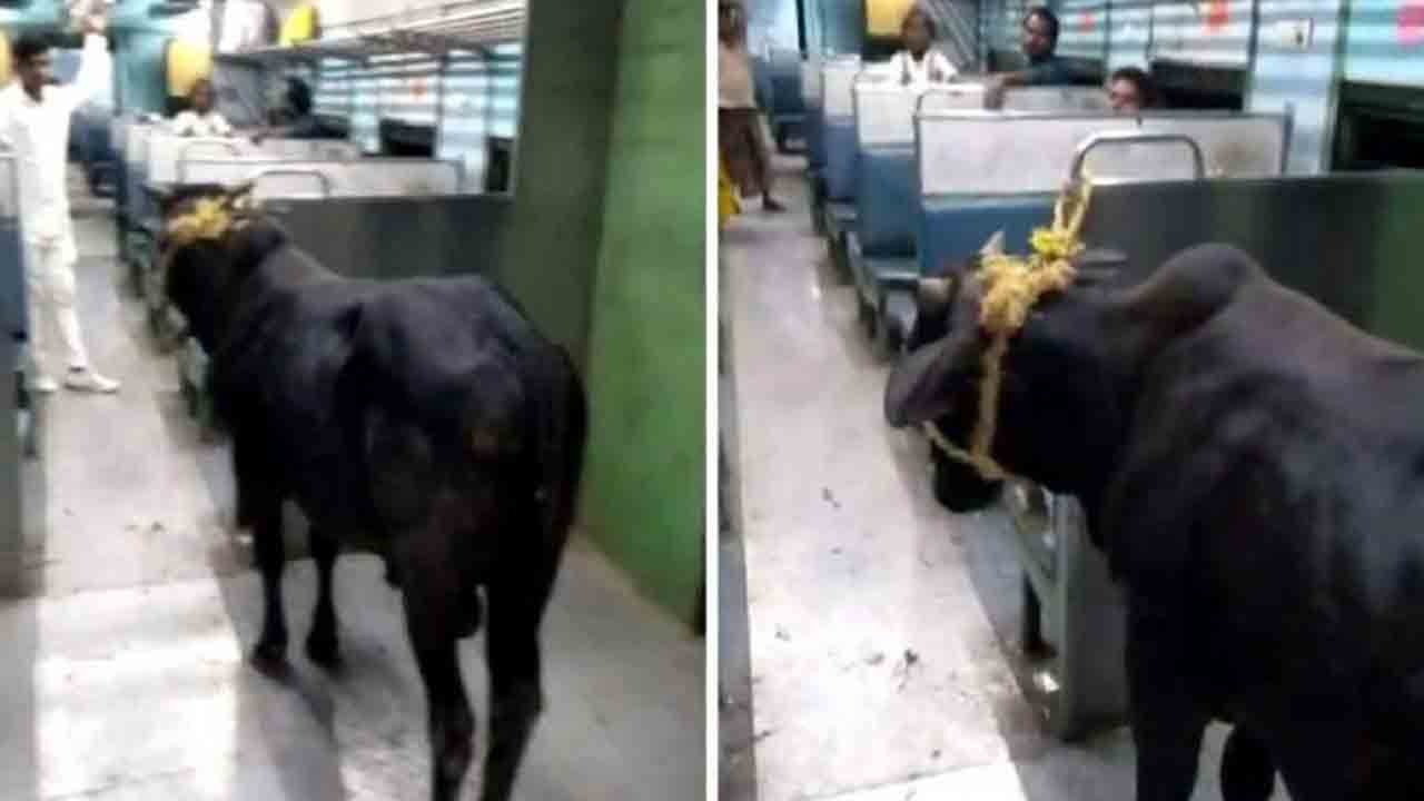 Viral Video: రైలులో ప్రయాణించిన ఎద్దు… చివరి స్టేషన్‌లో దించమని కోరిన కొందరు