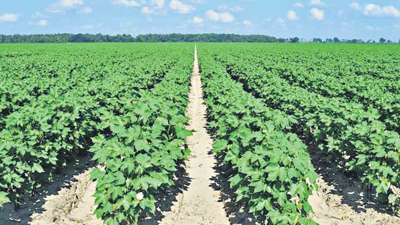 70 శాతం పత్తి సాగే