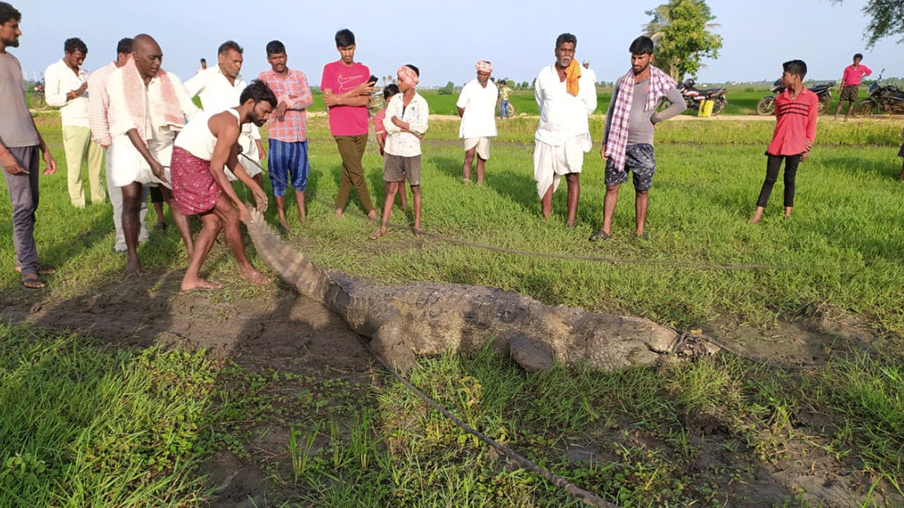 పంట పొలాల్లోకి మొస‌లి.. భ‌యాందోళ‌న‌కు గురైన‌ కూలీలు