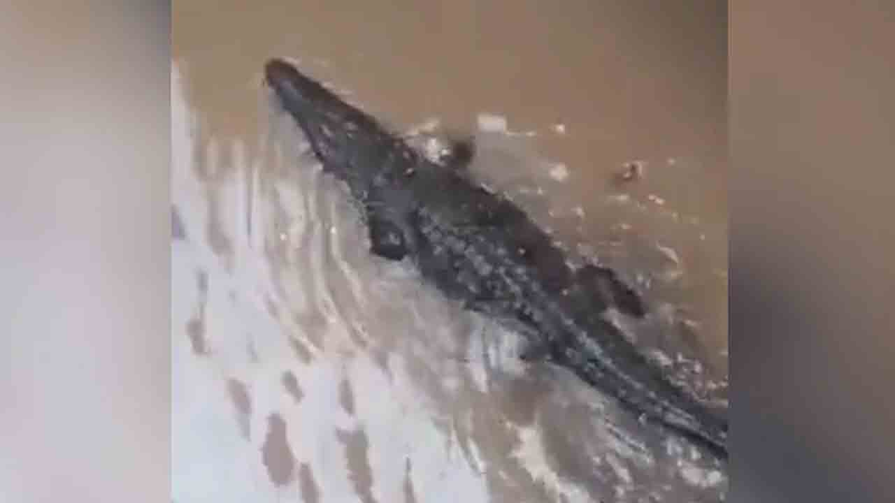 Video: భారీ వర్షాలకు కాలనీలోకి వచ్చిన మొసలి… భయాందోళన చెందిన స్థానికులు