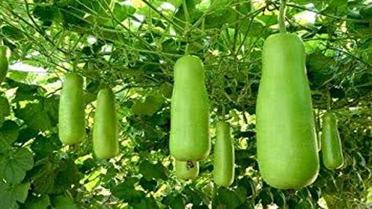 Bottle Gourd | ఆనిగెపు కాయ సాగులో మెలకువలు..