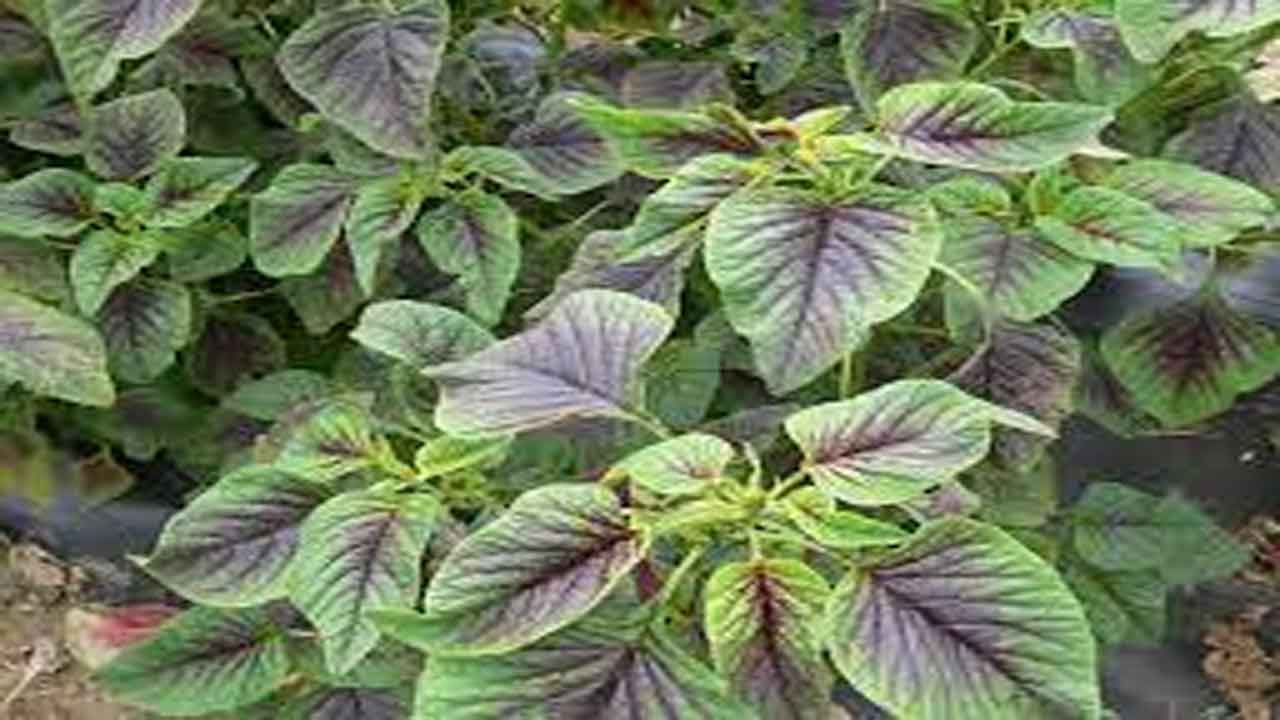 Amaranthus | తోటకూర సాగు – సస్య రక్షణ