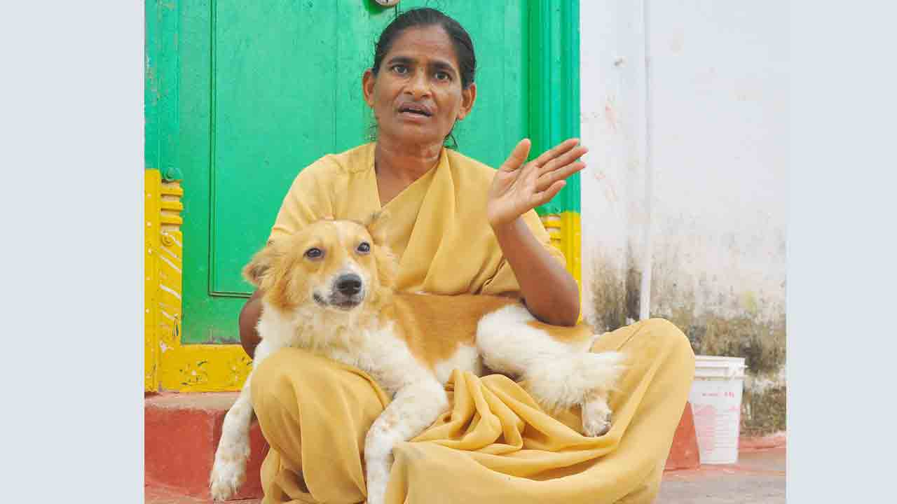 కుక్కలే కుటుంబం!