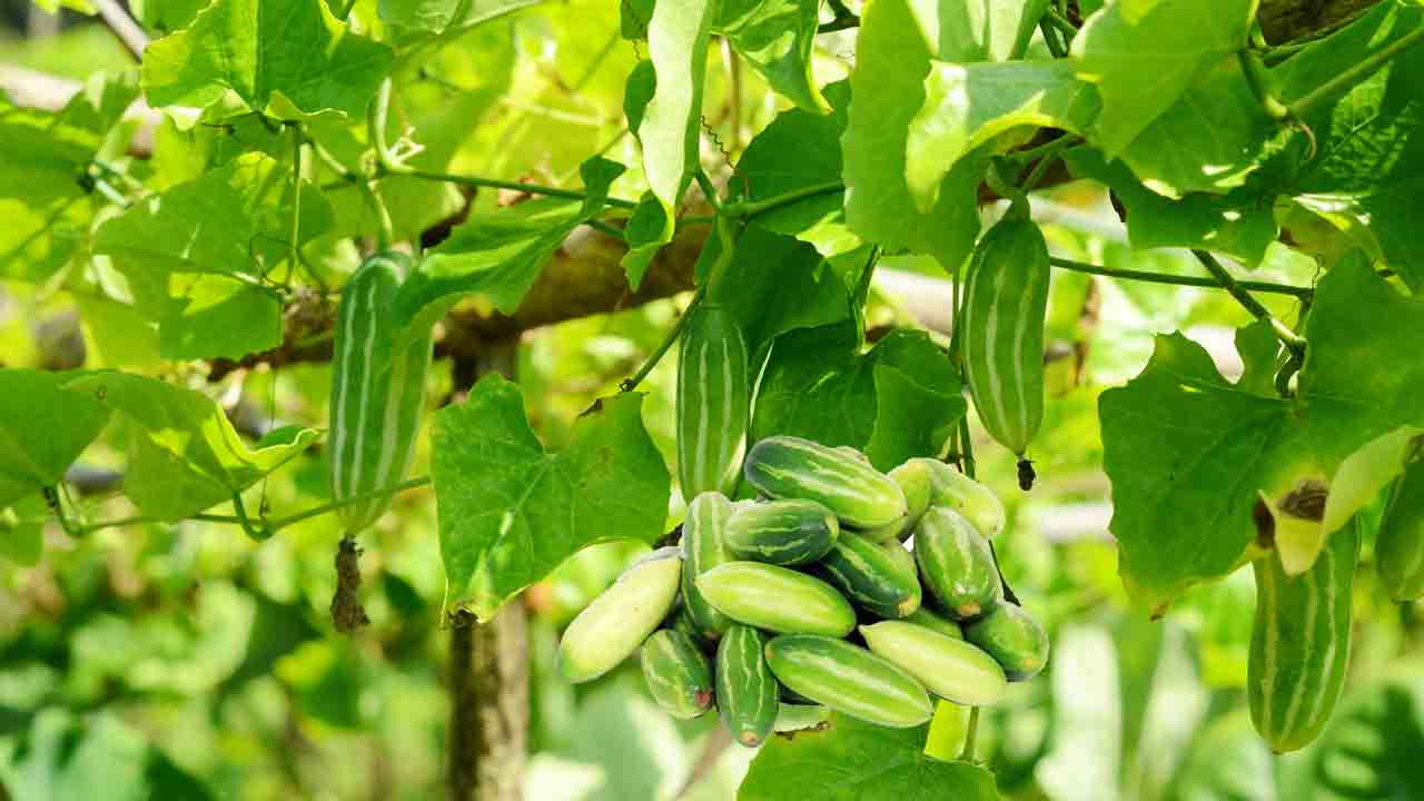 దొండ.. రైతుకు అండాదండా