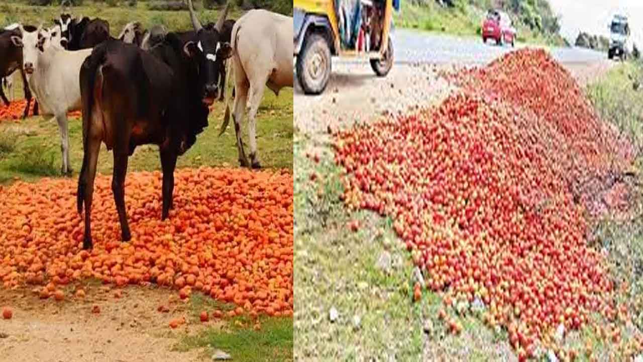 టమాట ధరలు ఢమాల్‌..! రోడ్డుపై టన్నుల కొద్దీ పారబోత