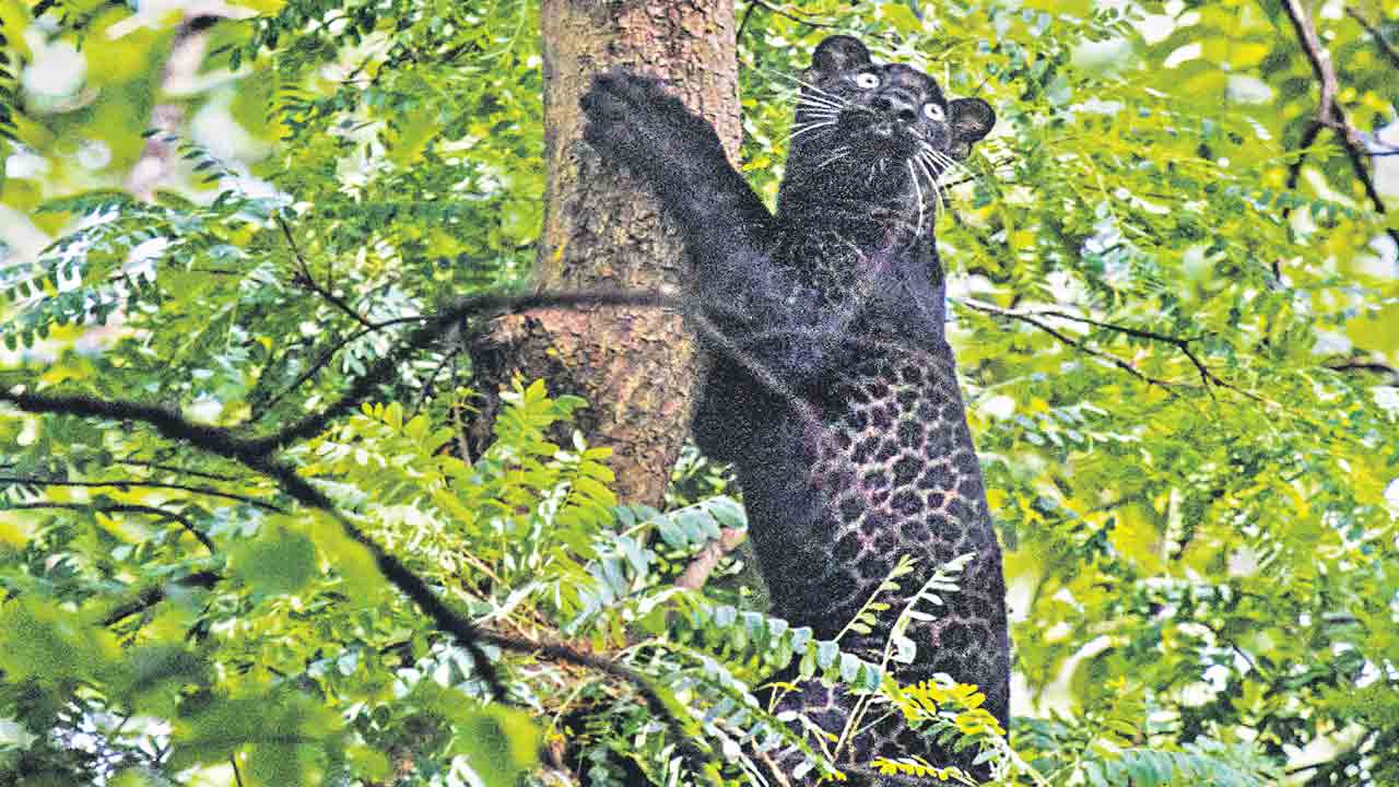 అదృశ్యమైన అతిథి మళ్లీ వచ్చిన శుభవేళ