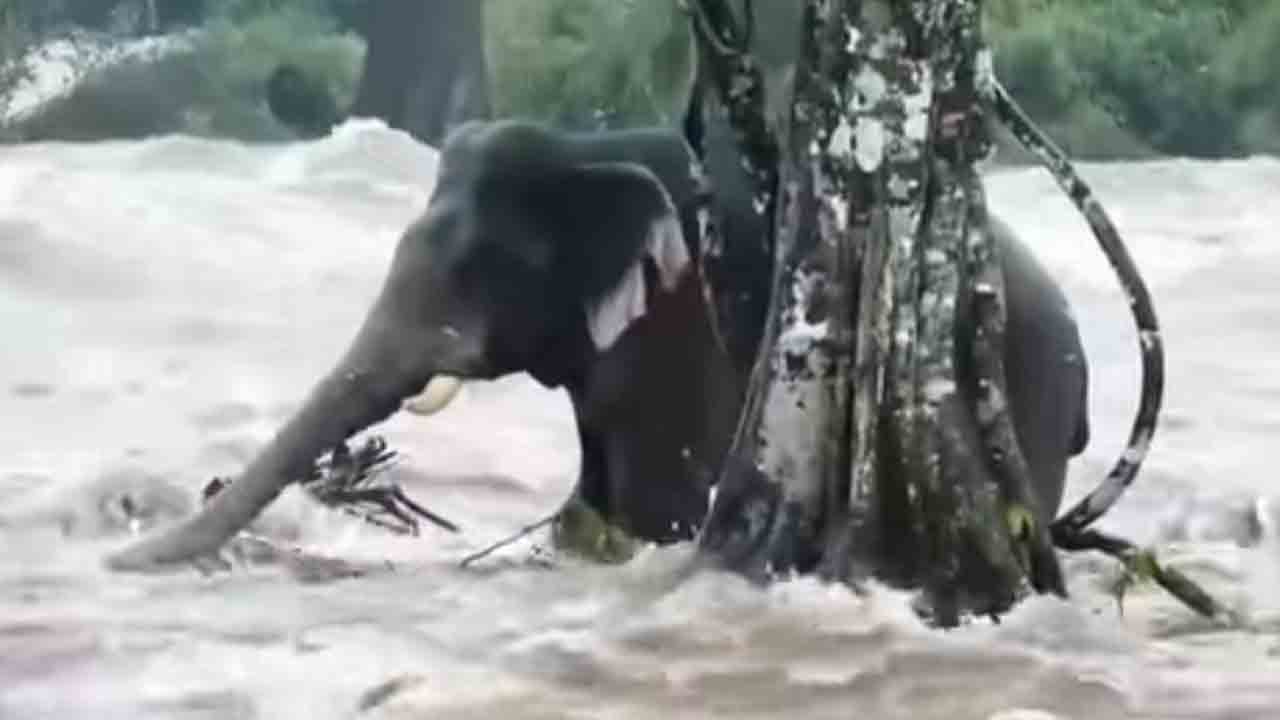 నది ప్రవాహంలో చిక్కుకుపోయిన ఏనుగు.. ఆ తర్వాత ఏం జరిగిందంటే..?