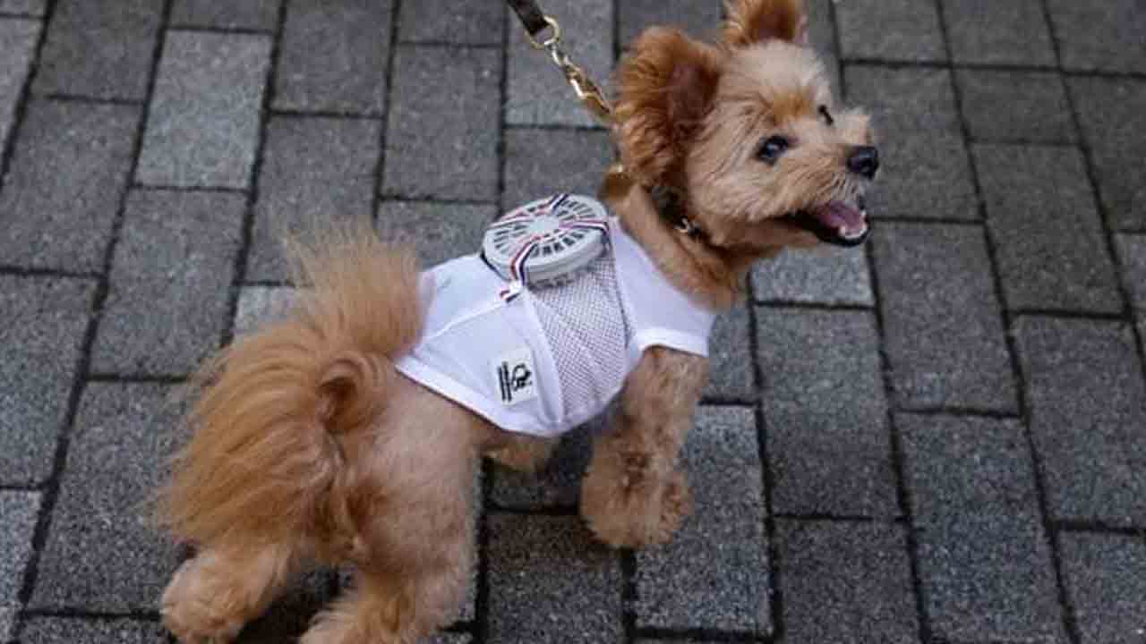 Fan Suits | పెట్స్‌కు ప్రత్యేకంగా ఫ్యాన్ సూట్.. జపాన్ కంపెనీ భలే ఆలోచన!