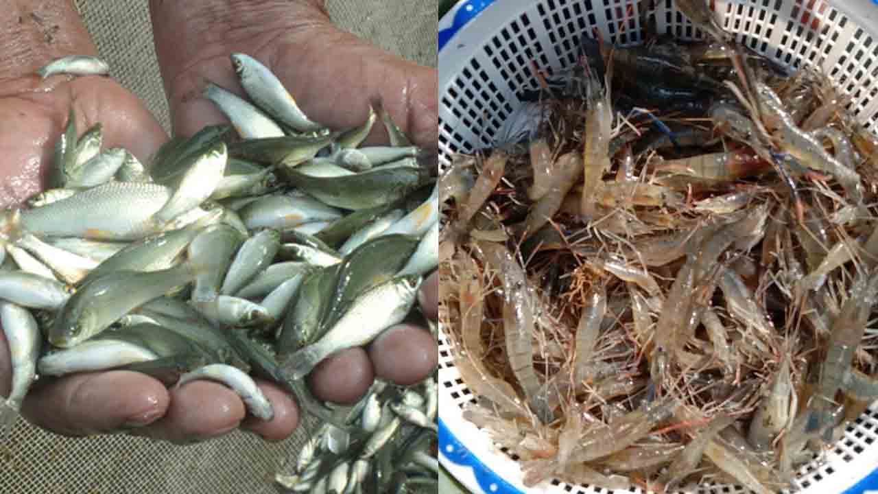 త్వరలో చేపపిల్లల పంపిణీ