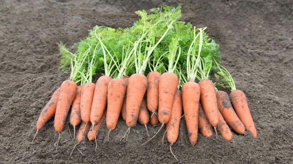 Get good profits in Carrot cultivation