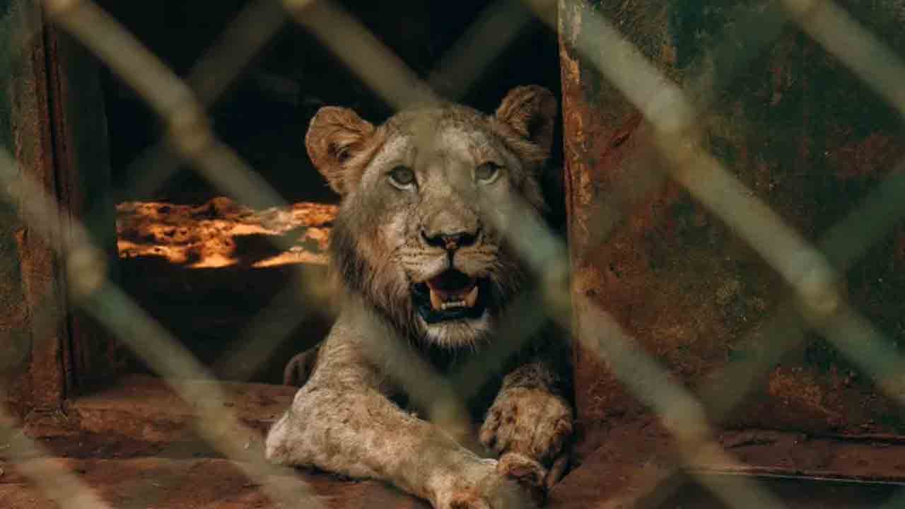 జూలో వ్యక్తిపై దాడిచేసిన సింహం..