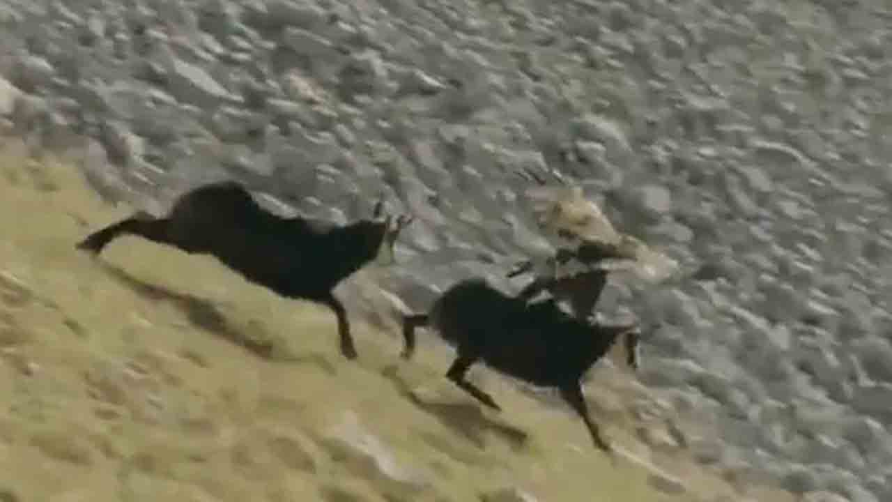 Viral Video: డేగకు చిక్కిన మేక… దాని బారి నుంచి ఎలా తప్పించుకుందంటే!