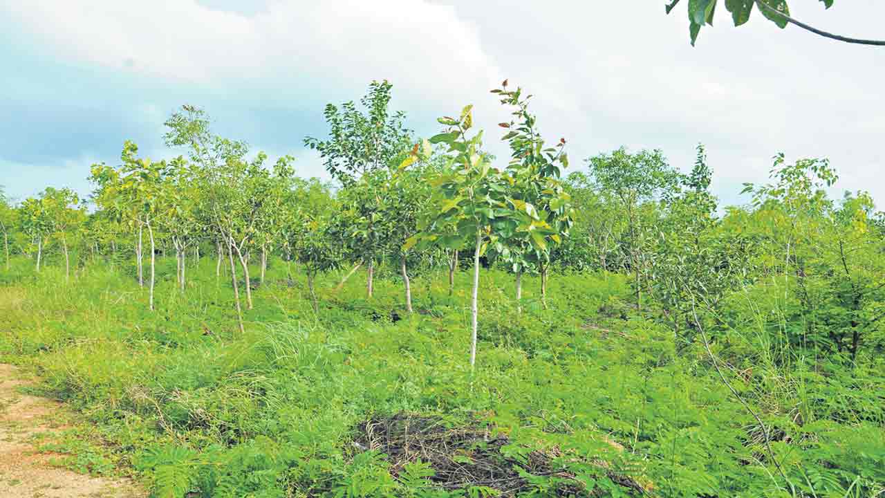 268.16 కోట్ల మొక్కలు