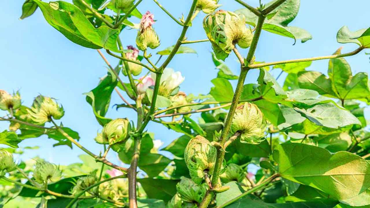 Growth regulators | వృద్ధి నియంత్రకాలతో తోటల్లో దిగుబడి ఇలా..!