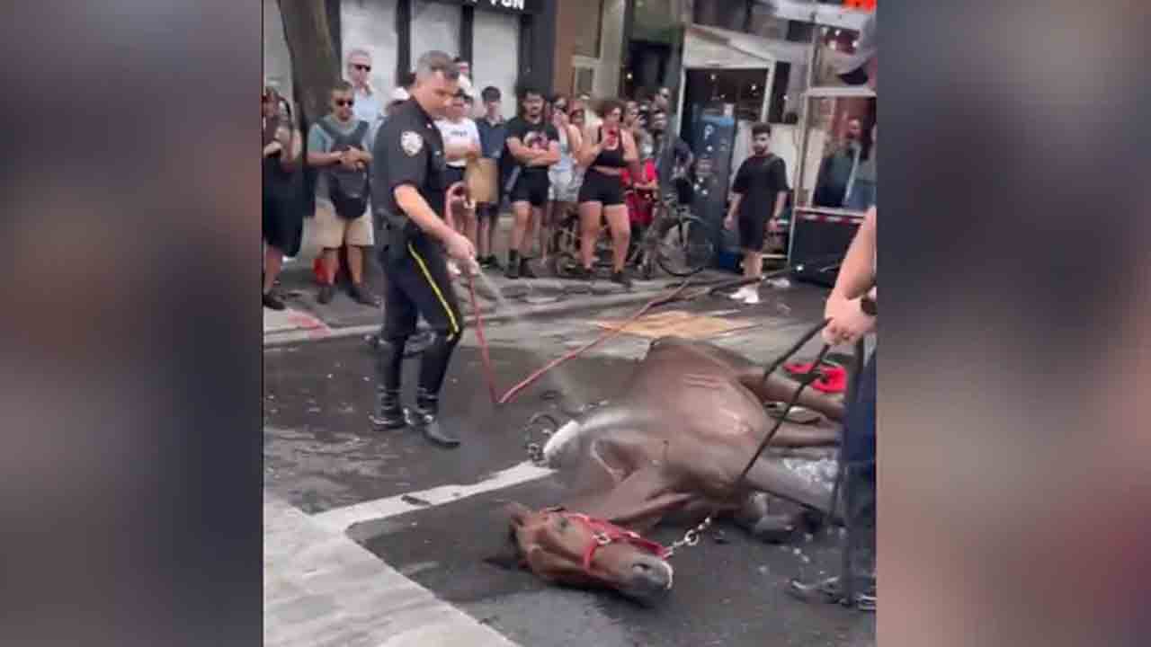 Watch: ఎండకు తాళలేక… రోడ్డుపై కుప్పకూలిన గుర్రం