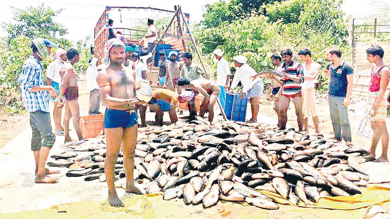 జిల్లాలో హోల్‌సేల్‌ చేపల మార్కెట్‌