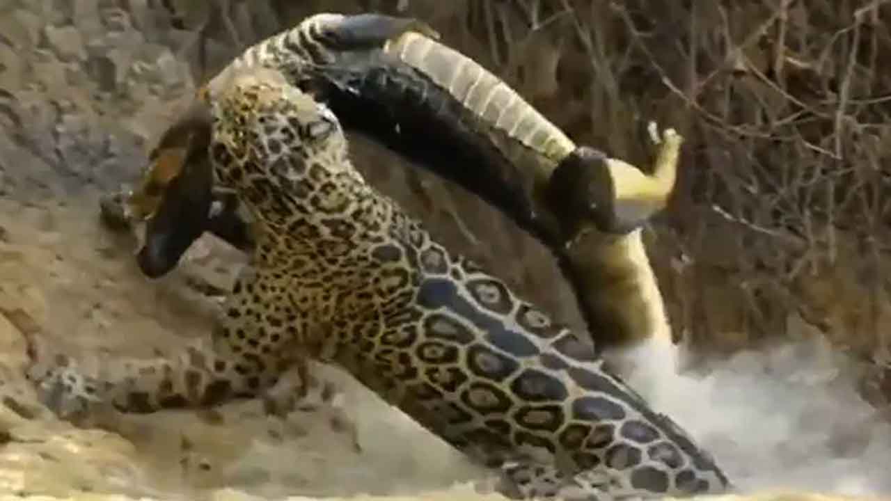 Jaguar Power | నీటిలోకి దూకి.. మొసలిని నోట కరిచి.. వావ్‌! ఇదీ చిరుత పవర్‌.. వీడియో వైరల్‌