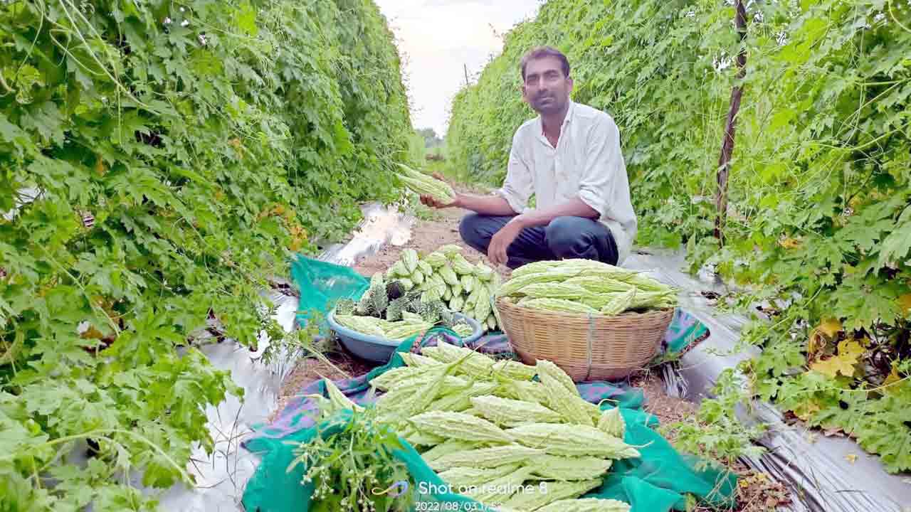 కూరగాయల సాగు.. లాభాలు బాగు