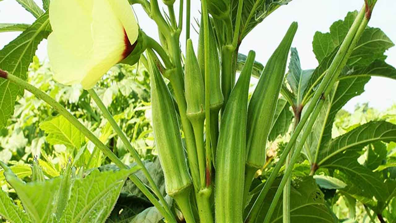 Bhendi Cultivation | బెండకాయ సాగులో లాభాలు ఇలా సాధ్యం..