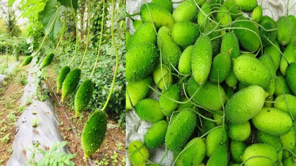 Lots of benefits with Spina Gourd