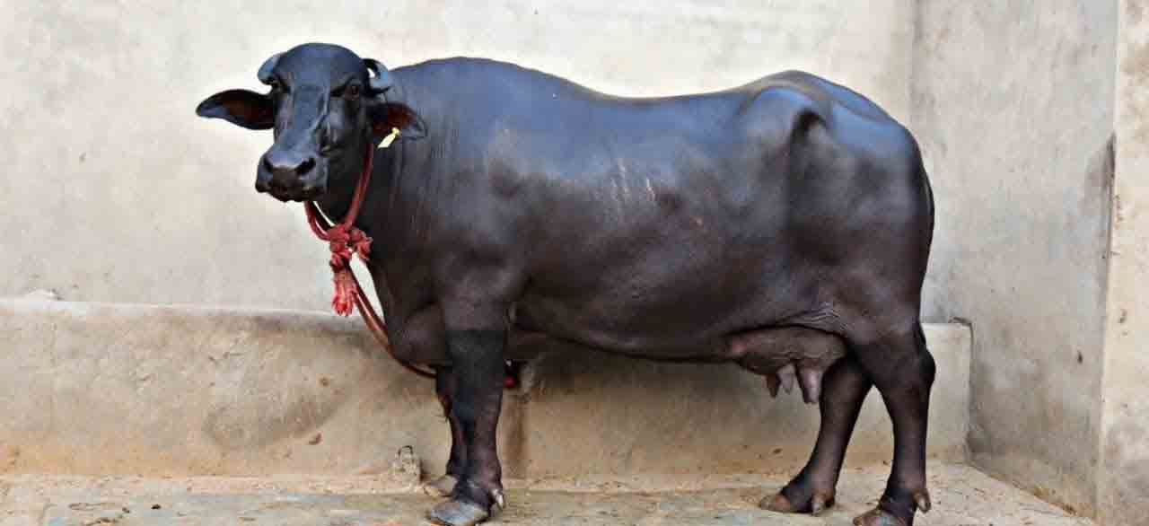 సమస్య – సమాధానం