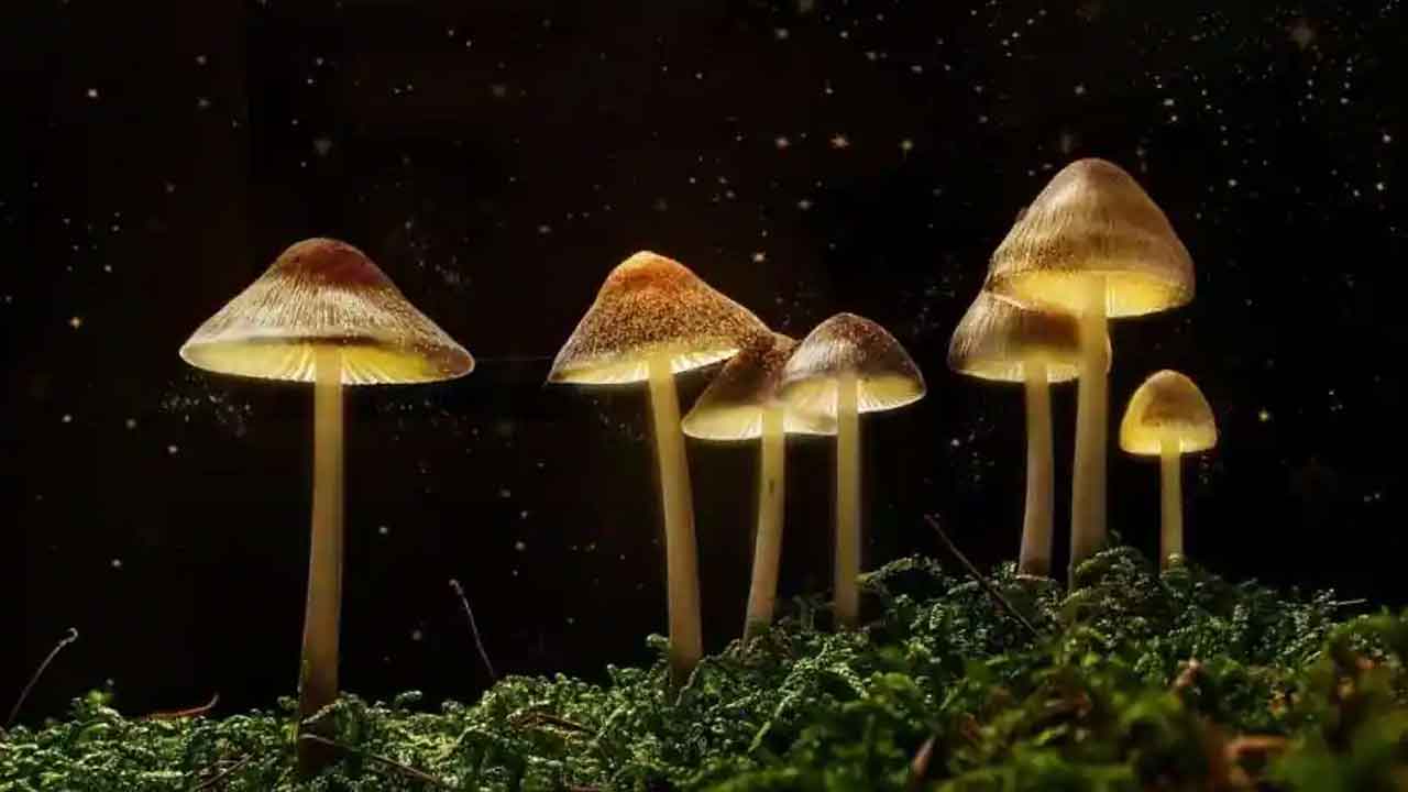 Magic mushrooms | డిప్రెషన్‌లో ఉన్నారా..? అయితే, ఈ ఫుడ్‌ ట్రై చేయండి..!