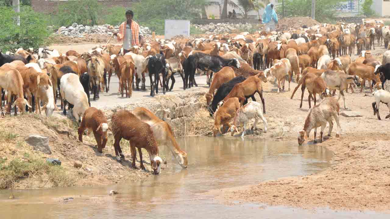 గ్రీన్‌ సిగ్నల్‌