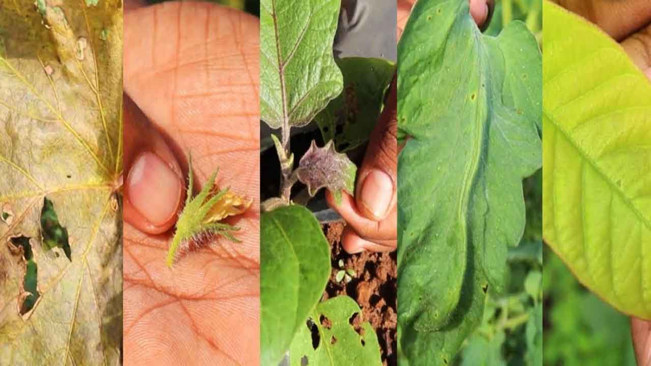 Micronutrients deficiency | పంటల్లో పోషక లోపాలు.. యాజమాన్య పద్ధతులు
