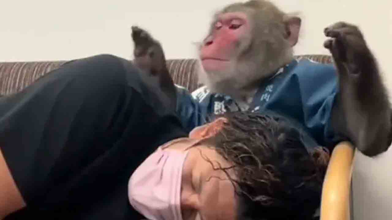 Viral Video | స్నేహితుడిలా భుజంతట్టి ఓదార్పు..! కోతి పనికి నెటిజన్లు ఫిదా!