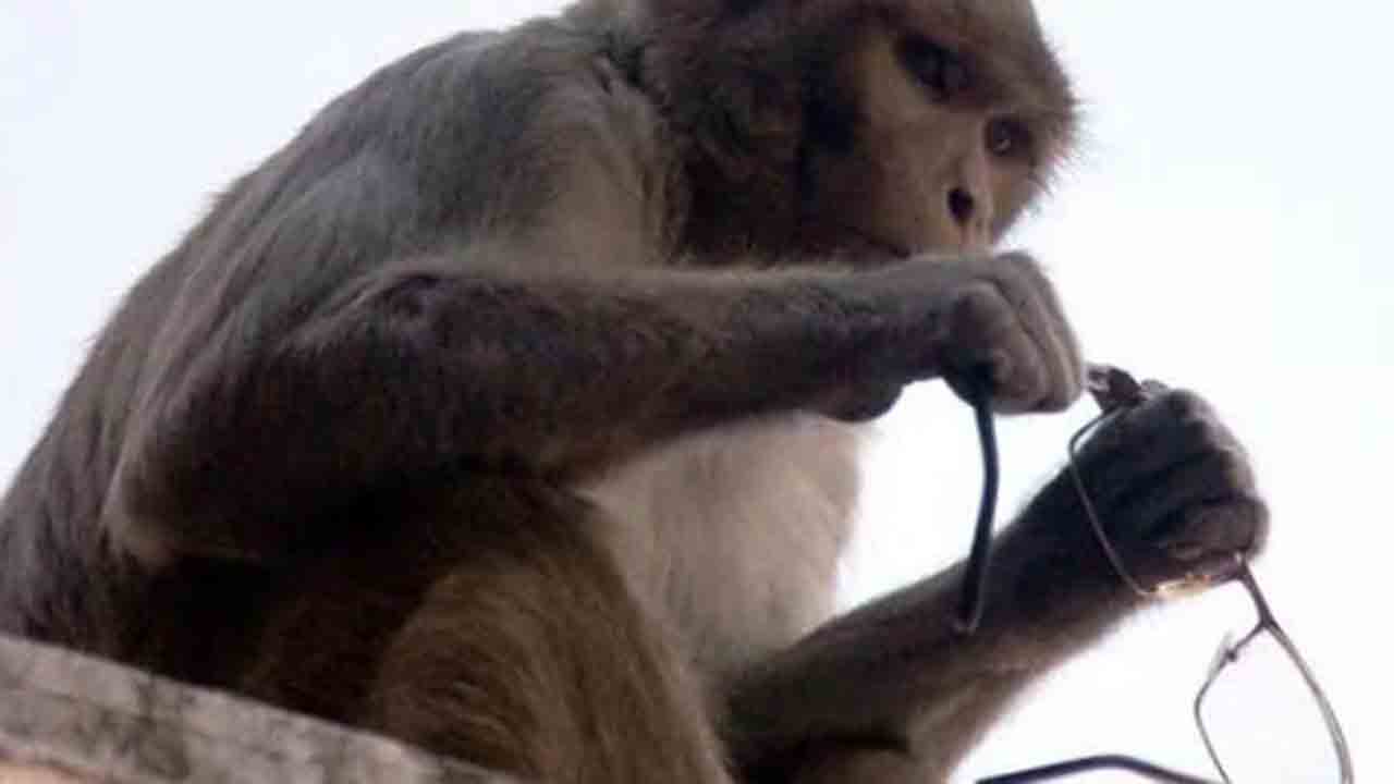 Viral Video: కలెక్టర్‌ కళ్లజోడు ఎత్తుకెళ్లిన కోతి… ఫ్రూటీ ఇవ్వడంతో తిరిగిచ్చిన వైనం