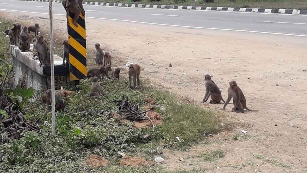 రోడ్డే ఆవాసం.. చెత్తే ఆహారం