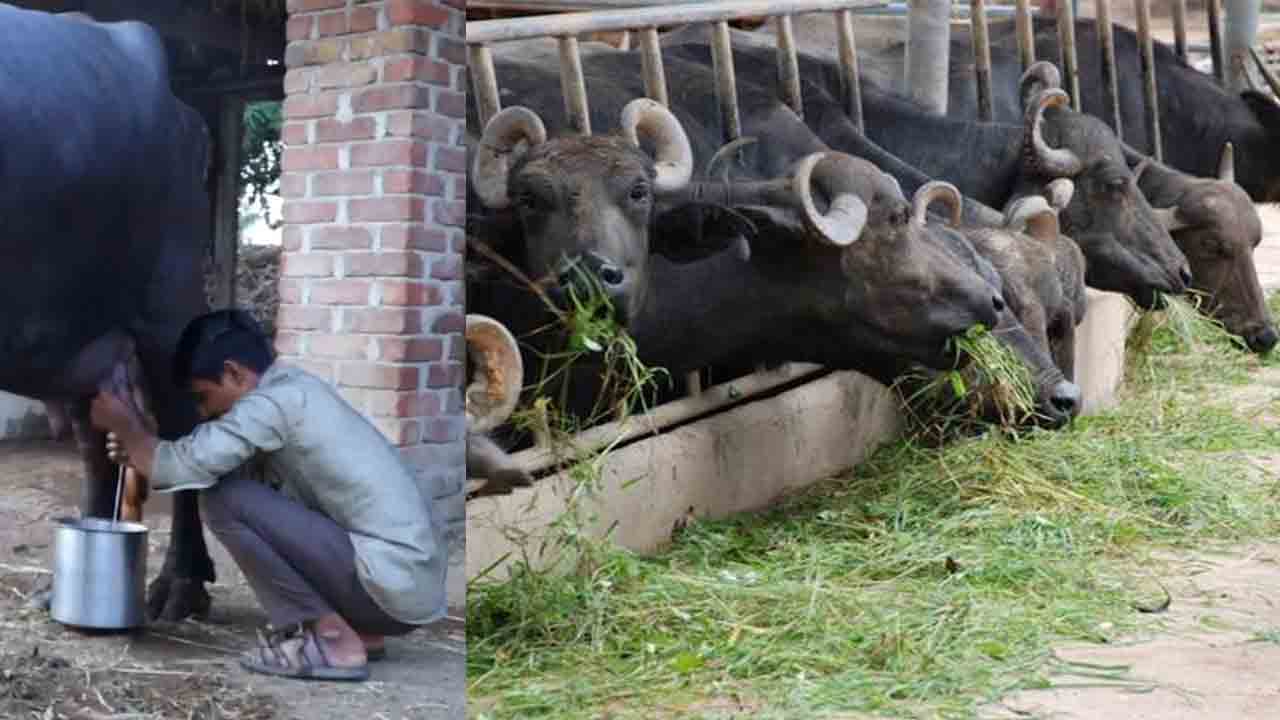 పాల ఉత్పత్తి పెంచేలా..