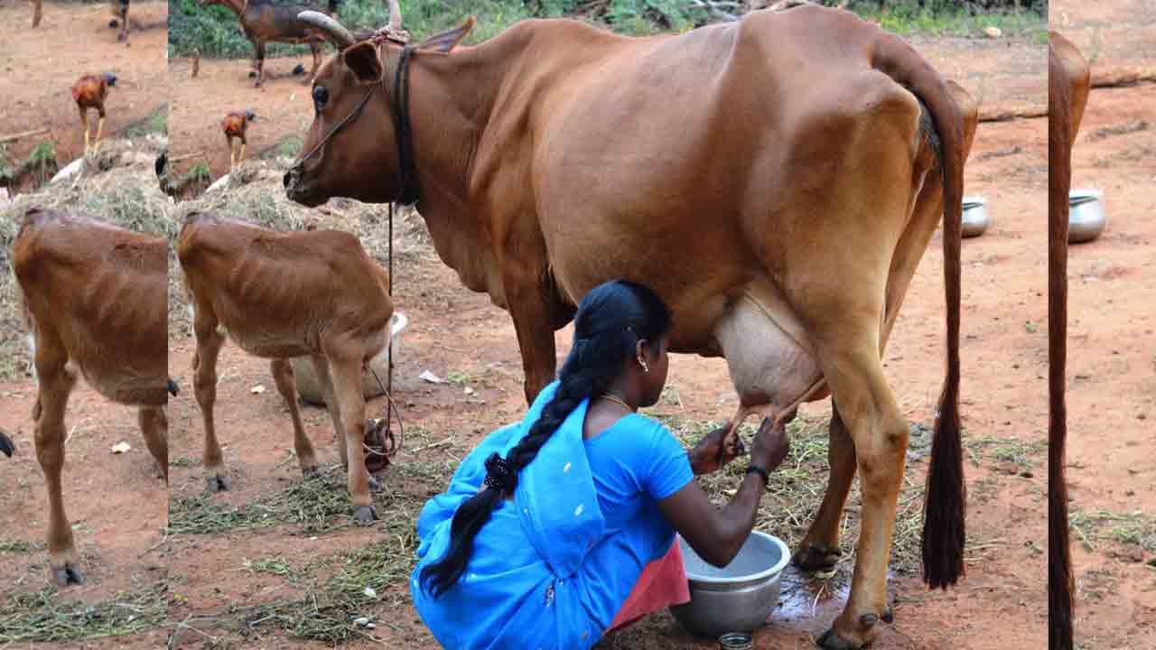 పాడి రైతులకు నార్మూల్‌ భరోసా