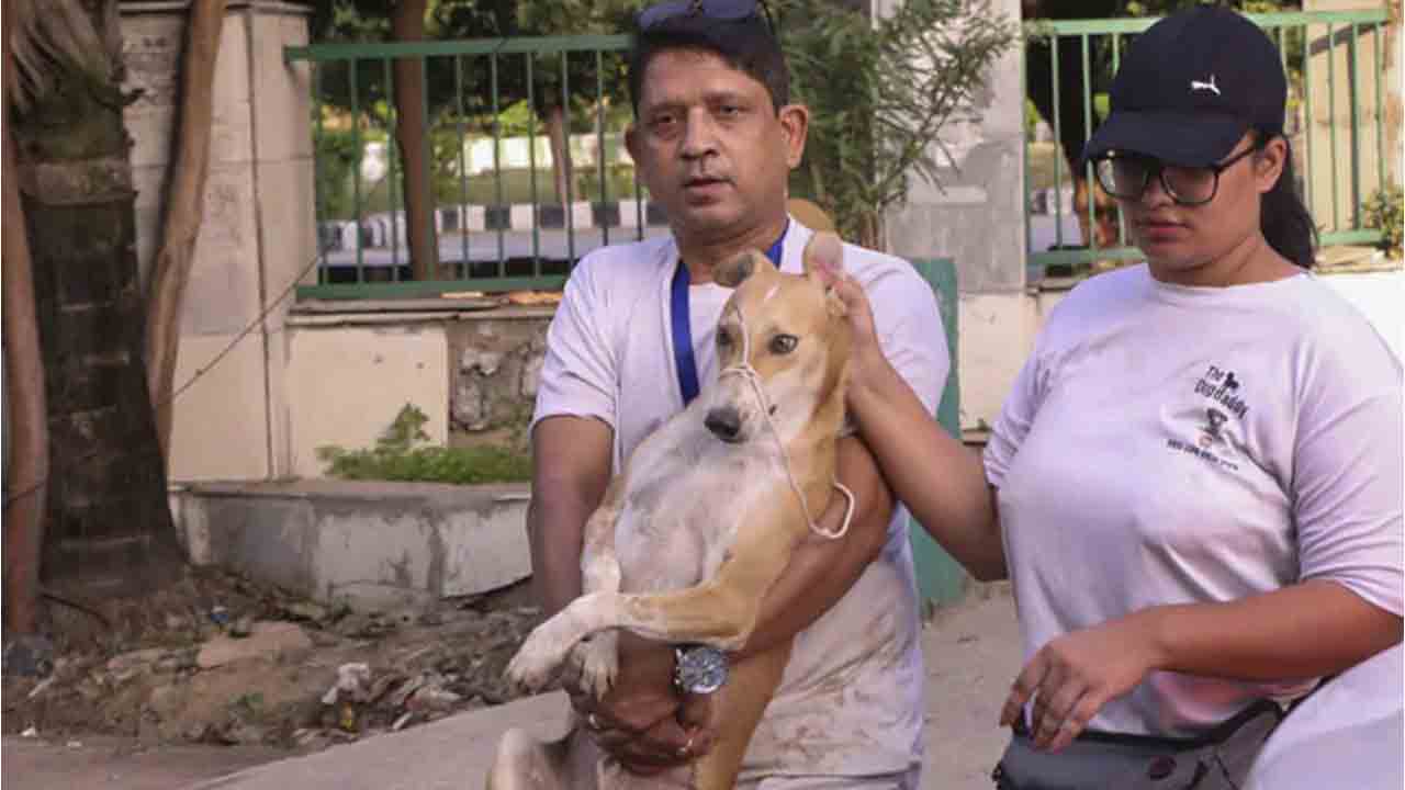 నోయిడా ట్విన్ ట‌వ‌ర్స్ బ్లాస్ట్ | సుర‌క్షిత ప్రాంతానికి వీధి కుక్క‌ల త‌ర‌లింపు