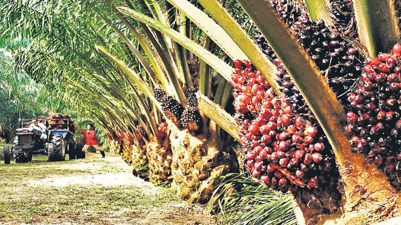 తగ్గుతున్న ఆయిల్పామ్ ధర