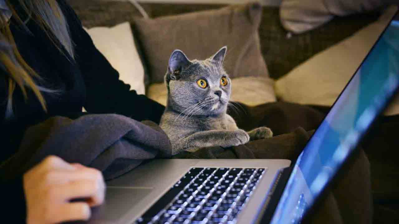 ఆన్‌లైన్ క్లాస్‌లో పిల్లి కనిపించిందని టీచర్‌ ఉద్యోగం ఊస్ట్.. కోర్టు ఏమన్నదంటే?