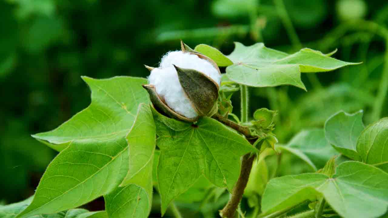 సమస్య – సమాధానం