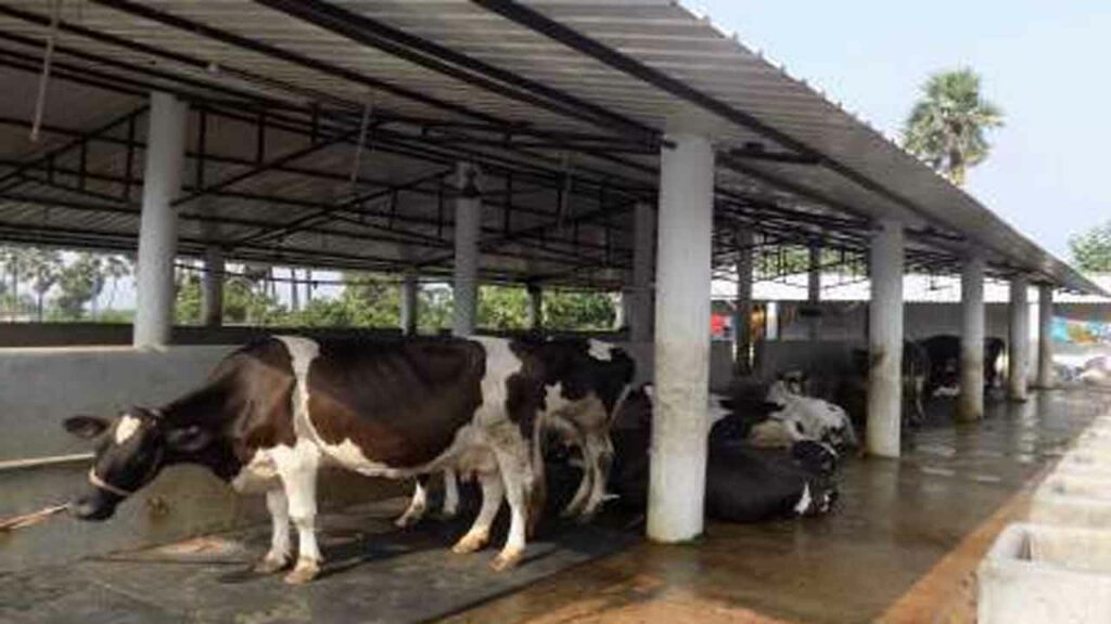 Precautions to be taken in dairy shed construction