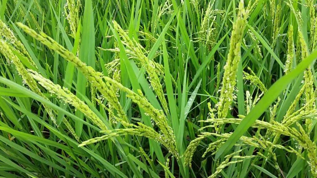 Prevention of zinc deficiency in paddy crop