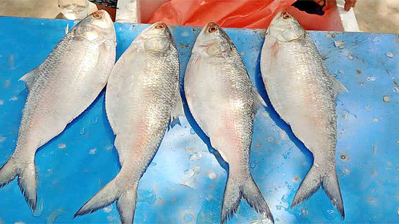 భారీగా ధర పలికిన పులస చేప.. ఈ సీజన్‌లో ఇదే అధిక ధర