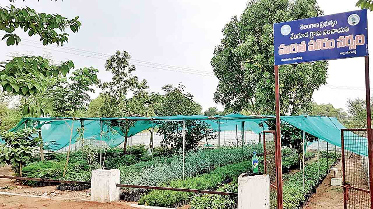 మియావాకి తరహాలో చిట్టడవుల పెంపకం