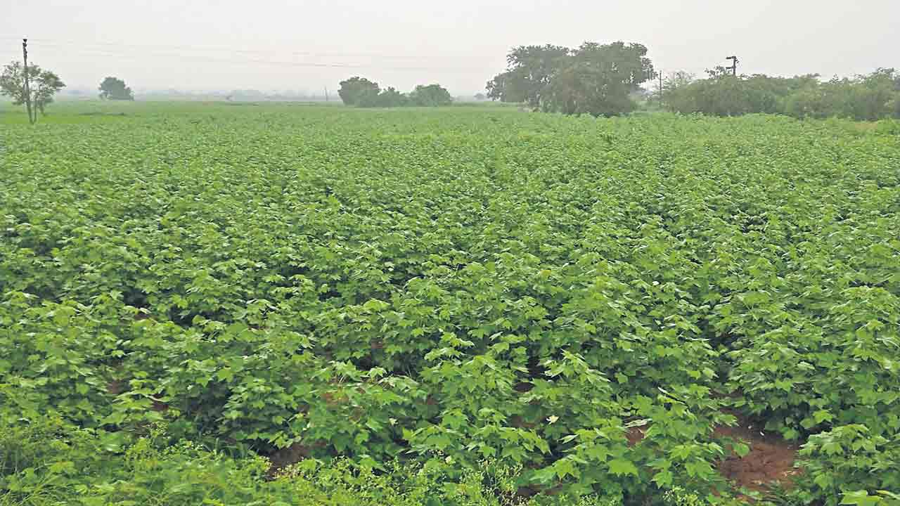 పచ్చదనంతో కళకళలాడుతున్న పల్లెలు