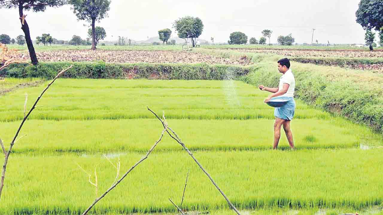 పంటలు జాగ్రత్త