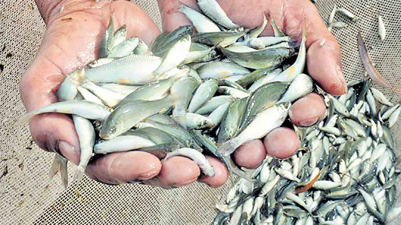 మీనకోటి