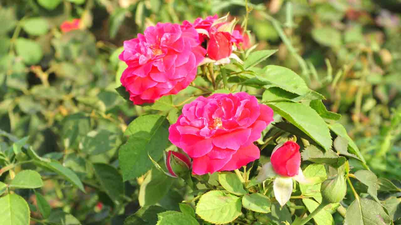 ఎకరంలో లక్ష!