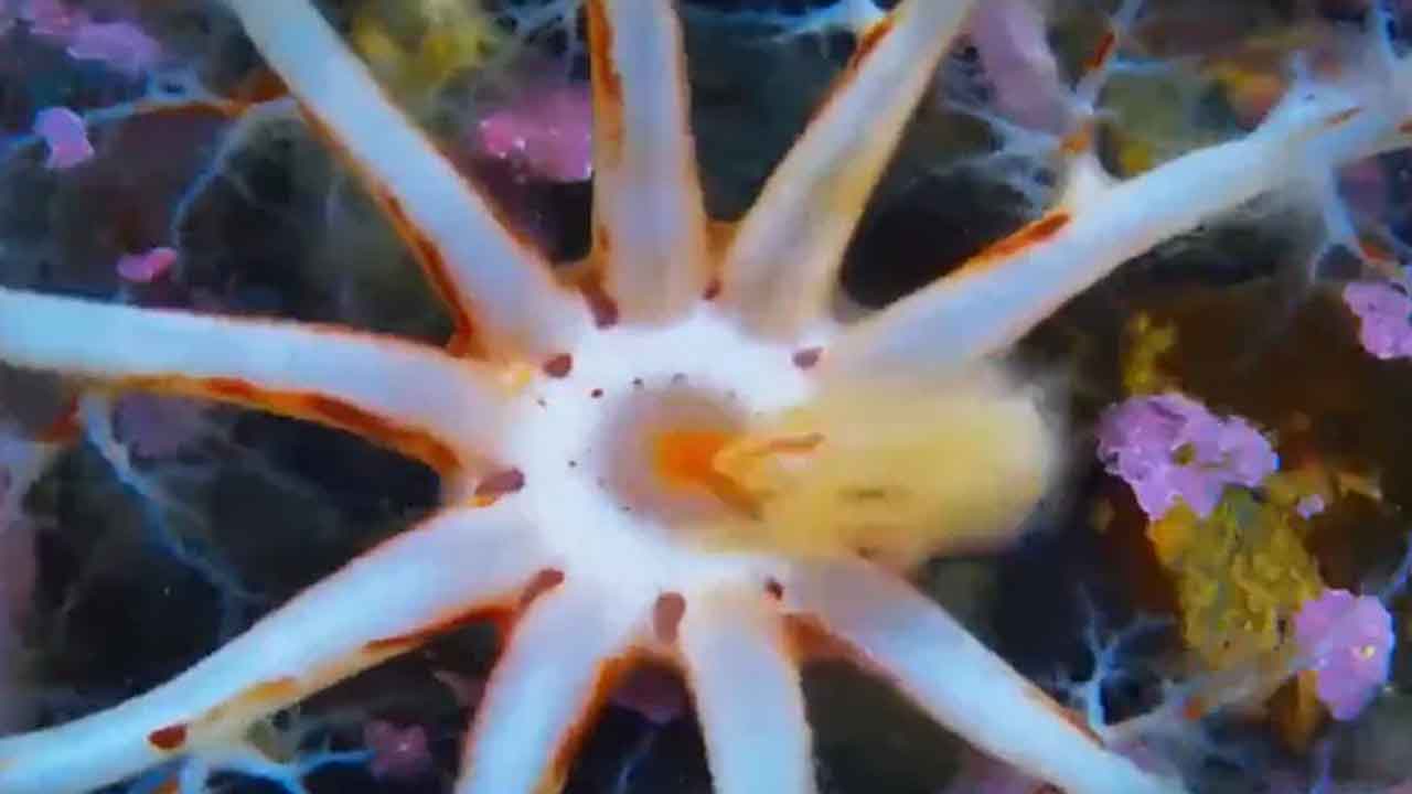 Sea Cucumber | ‘సీ కుకుంబర్‌’ జీవిని ఎప్పుడైనా చూశారా? వీడియో వైరల్‌..