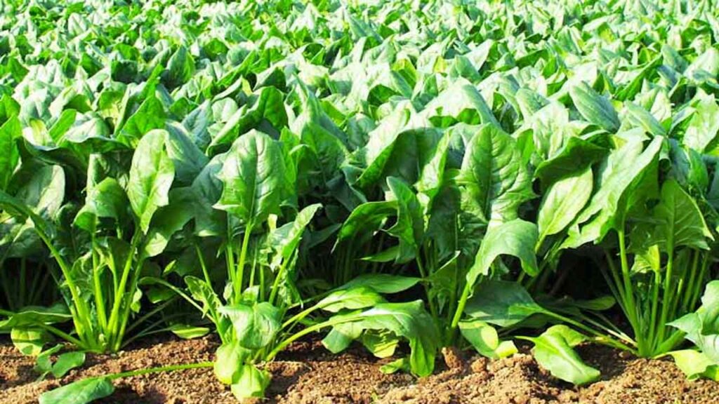 Spinach Cultivation with less cost and more profits