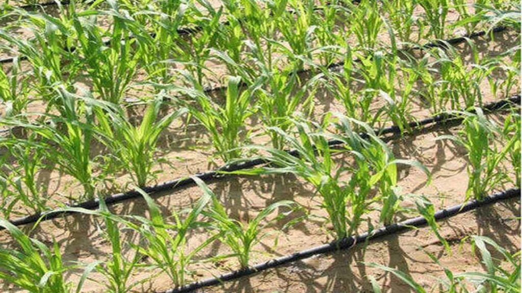 Take up sugarcane cultivation in drip irrigation and get profits